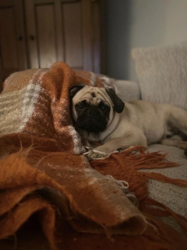 /images/uploads/pug nation rescue of los angeles/pugnation2024/entries/30792thumb.jpg
